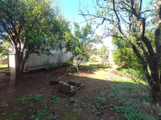 Área externa com vegetação e solo no lote.