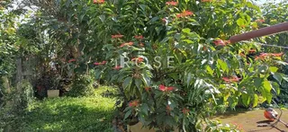 Casa com 2 dormitórios, foto 10