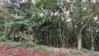Vista da vegetação densa e árvores na propriedade em Lajeado.