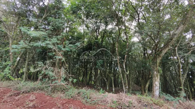 Vista da vegetação densa e árvores na propriedade em Lajeado.