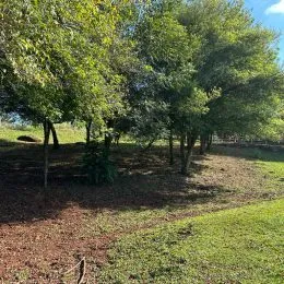 Uma paisagem externa com árvores e vegetação.