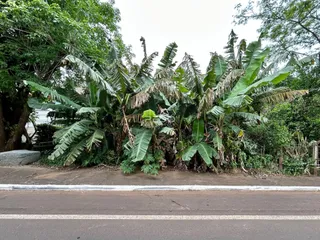Vegetação densa de bananeiras ao lado de uma estrada.