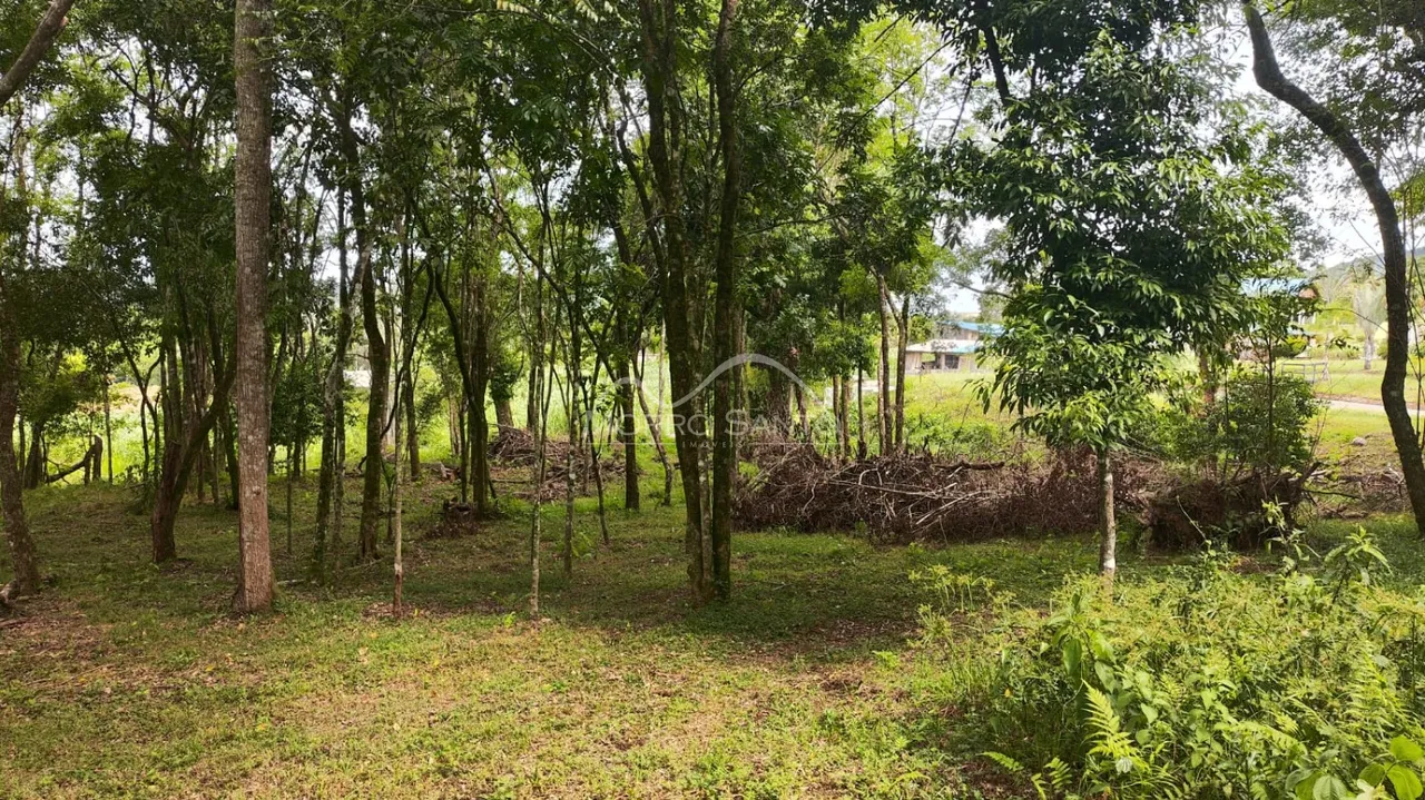 Vista externa de uma área com vegetação densa e grama no chão.