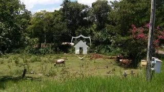Campo gramado com gado em uma propriedade rural.