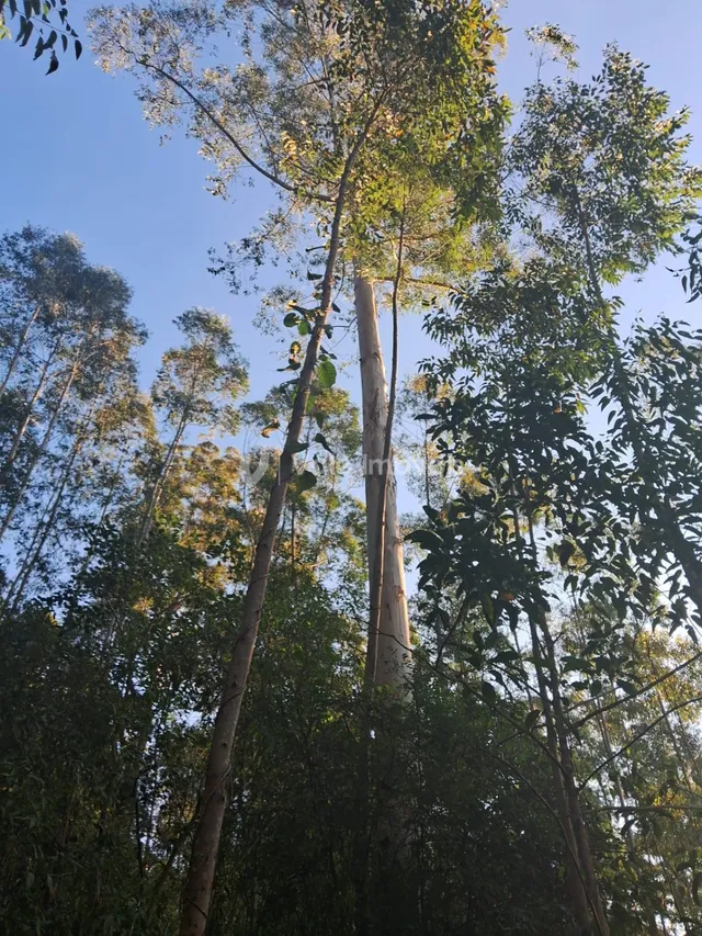 Área rural, foto 4