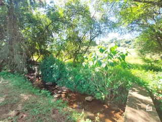 Vista de vegetação densa e terreno com vegetação no exterior.