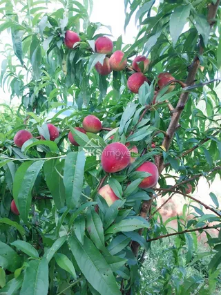 Área rural com 4 dormitórios, foto 17