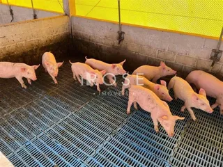 Área rural com 3 dormitórios, foto 6