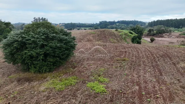 Paisagem de campo seco com vegetação rasteira e árvores ao fundo.
