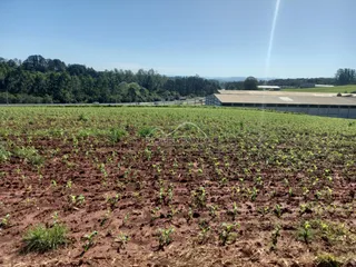 Campo de cultivo com plantas jovens em uma área rural sob céu azul.
