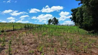 Campo de plantas jovens sob um céu azul.