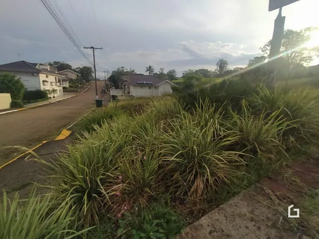 Paisagem de vegetação alta na propriedade.