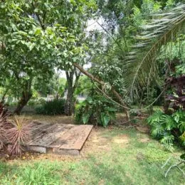 Foto de uma área externa com gramado e vegetação.