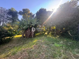 Paisagem externa de vegetação com árvores e grama.