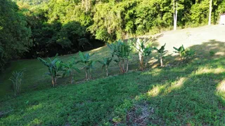 Vista de uma colina verde com plantas de bananeira e vegetação densa ao fundo.