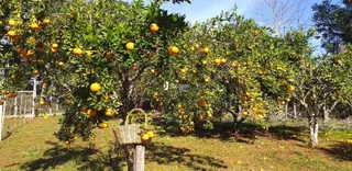 Área rural com 2 dormitórios, foto 9