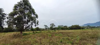 Paisagem de campo com árvores grandes e vegetação rasteira.