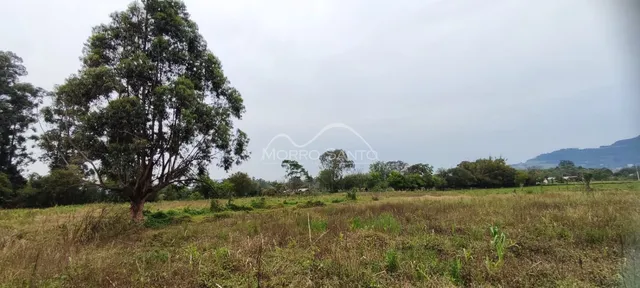 Paisagem de campo com árvores grandes e vegetação rasteira.