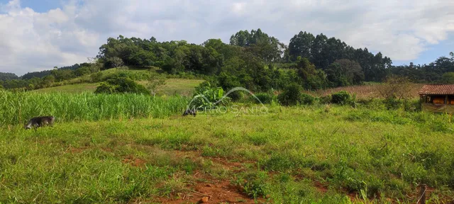 Campo de grama verde com vegetação densa ao fundo.