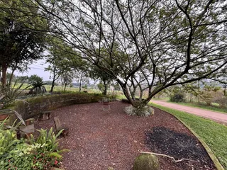 Área externa com árvores e vegetação densa no jardim.