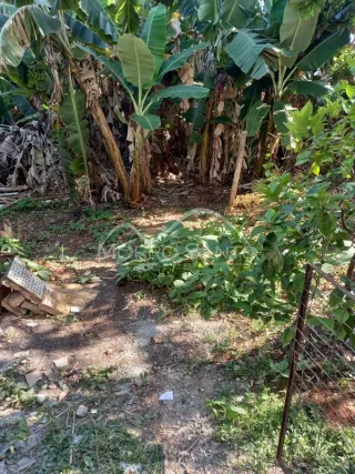 Vista externa de uma área com vegetação densa e caminho de terra.