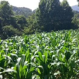 Área rural, foto 11