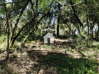 Paisagem de mata densa com vegetação exuberante na propriedade.