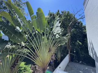 A vista externa da propriedade mostra vegetação exuberante e árvores.