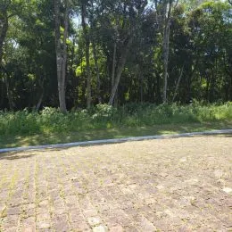 Vista de um terreno aberto com vegetação densa.