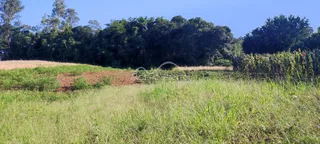 Paisagem de campo com grama alta e vegetação densa ao fundo.