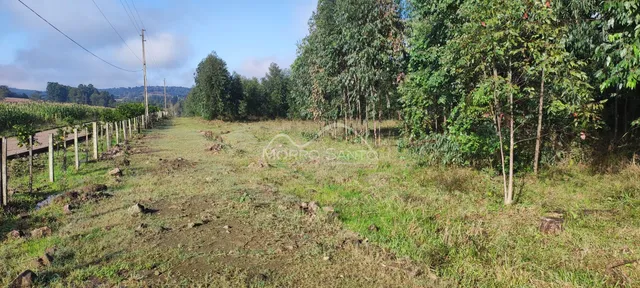 Paisagem de campo com vegetação e árvores em uma área externa.