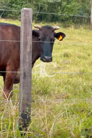 Área rural com 3 dormitórios, foto 8