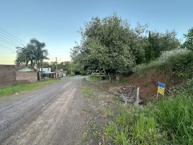 Vista de uma estrada de terra rural com vegetação densa ao fundo.