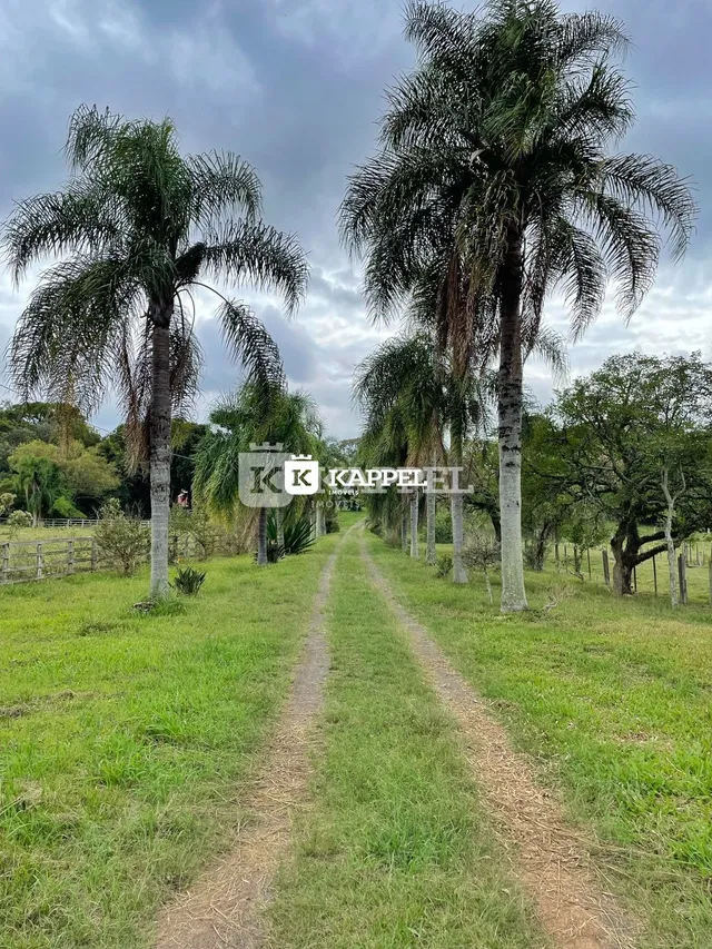 Vista de um campo aberto com palmeiras ao longo de um caminho de terra.