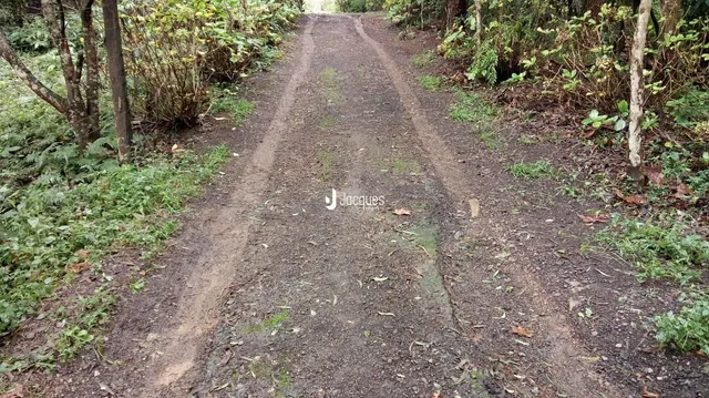 Uma estrada de terra atravessa uma área com vegetação densa.