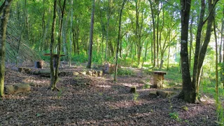 Vista de uma área arborizada com vegetação densa.