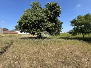 Paisagem de campo com árvores grandes e grama seca.