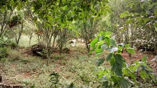 Paisagem de vegetação densa com árvores e arbustos na propriedade.