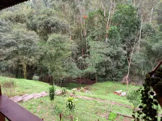 Vista externa de um jardim com grama e vegetação densa na propriedade.
