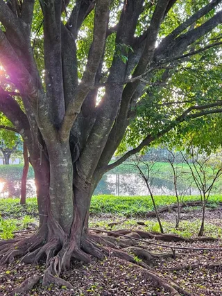 Área rural com 2 dormitórios, foto 25