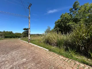 Vista da rua pavimentada com vegetação ao fundo.