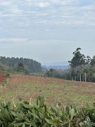 Vista de uma área de campo com vegetação rasteira em primeiro plano e árvores no horizonte.