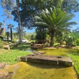 Foto de uma área externa com água e vegetação densa.