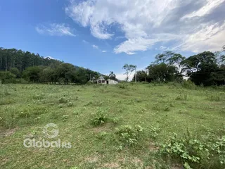 Campo verde com vegetação densa e árvores ao fundo.