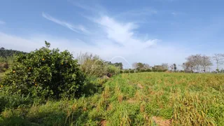 Vista de um campo com vegetação alta sob um céu azul.