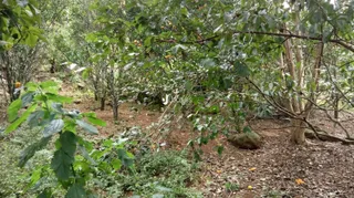 Vista de uma área arborizada com vegetação densa e solo exposto.