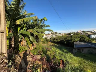 Vista de vegetação densa e grama em uma área externa.