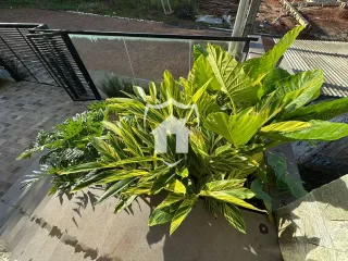Folhagens verdes exuberantes em um vaso no exterior.