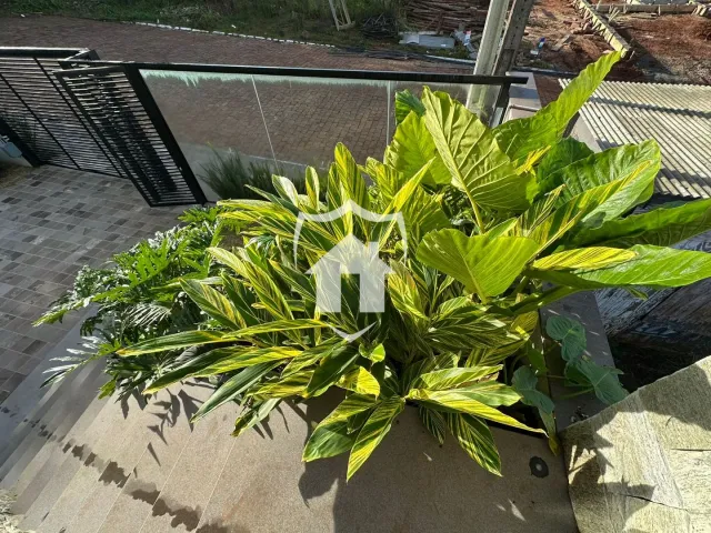 Folhagens verdes exuberantes em um vaso no exterior.