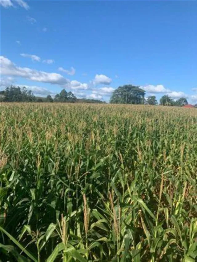 Área rural, foto 3